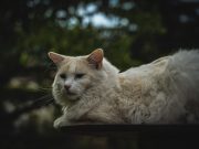 Nourriture pour chiens et chats : Découvrez ce que cachent vraiment leurs croquettes !