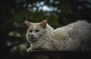 Nourriture pour chiens et chats : Découvrez ce que cachent vraiment leurs croquettes !